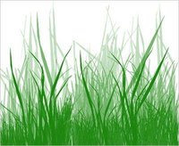 What Does Grass Need to Grow?