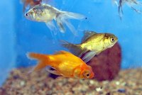 Fish Tank