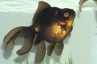 Identify and Take Care of Black Moor Fish
