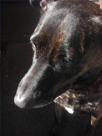 Dog out in the sun