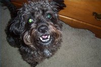 Miniature schnoodle dogs are energetic and playful.