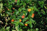 Lantana
