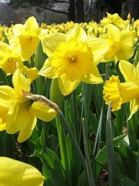 About Daffodils
