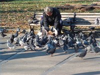 What Not to Feed Pigeons
