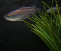 How Does an Automatic Fish Feeder Work?