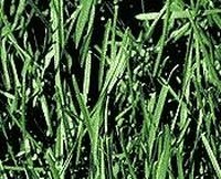 How Tall Does Grass Grow Before Folding Over?