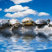 How Does a Tortoise Swim?