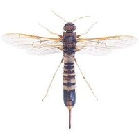 The Life Cycle of a Hornet