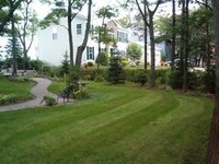 Will Grass Grow Back After Fungus Treatment?
