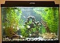 Remove Green Water from an Aquarium or Fish Tank