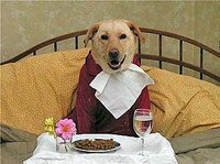 Feeding your dog new dog chow