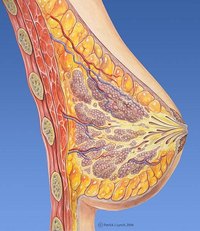 What Foods Help a Woman Gain Breast Tissue?