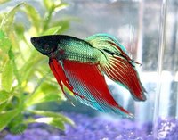 Red and Teal Japanese Fighting Fish