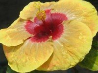 About Hibiscus
