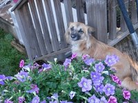 Train a Submissive Dog (with submissive urination)