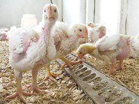 Chicks, courtesy of google.com