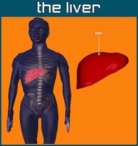 liver