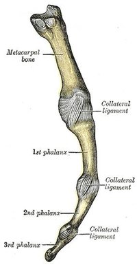 How Does a Fractured Finger Heal?