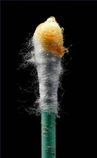 Do not use cotton swabs to remove ear wax!