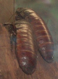 Rid Home of Bugs - Roaches, Fleas, Spiders & Ants - Cheap
