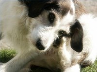 How Does Flea Medicine Work?