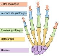 What Is a DIP Joint?