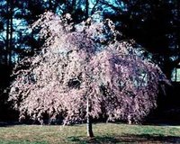 About Weeping Higan Cherry Trees