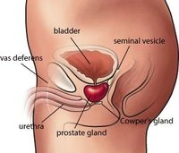 How Does the Prostate Work?