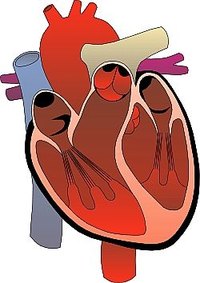 have a healthy heart