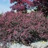 How Does a Barberry Bush Grow?