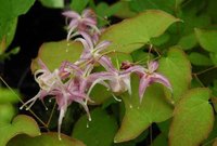 Epimedium "Buckland Spider" Flowers