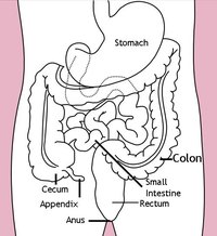 Appendicitis Bowel Movements Symptoms