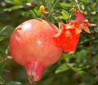 Get Out Pomegranate Juice Stains