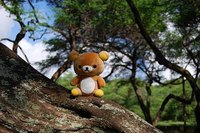 About Teddy Bear Picnics