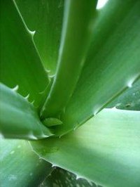 Aloe vera can be used to treat ringworm naturally
