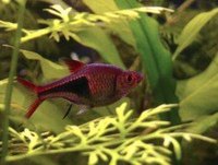 Fish tank maintenance can be hard work.
