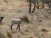 Agricultural Business Careers