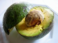 Grow Avocados Indoors
