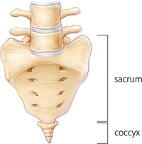 About Coccyx Dislocation