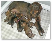 Make a Box for a Pregnant Dog