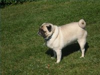 Pug Skin Disorders