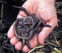 Composting with worms
