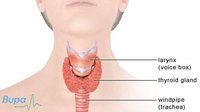 Underactive Thyroid Symptoms