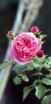 Pink Climbing Rose