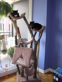 Make a Cat Tree House