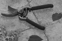 Trim Rose Bushes Before Winter