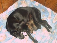 Mother and Puppies
