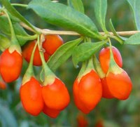 Goji berries ready for harvest
