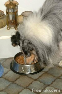 Hypoglycemia Diet for Dogs