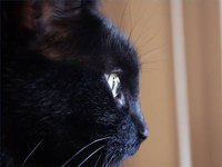 Cats are intelligent mammals with specific needs for their mental well-being.